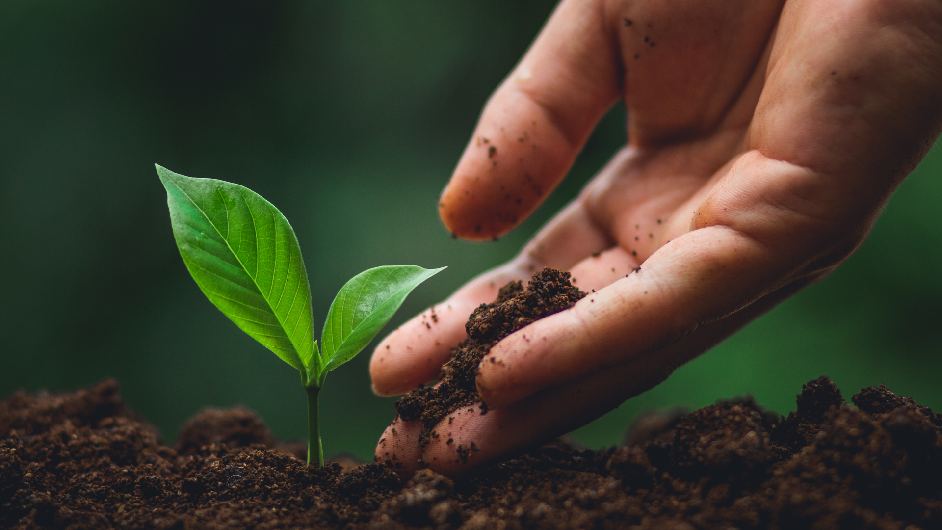 Hands nurturing a seedling – sustainability at Premium Bidet.